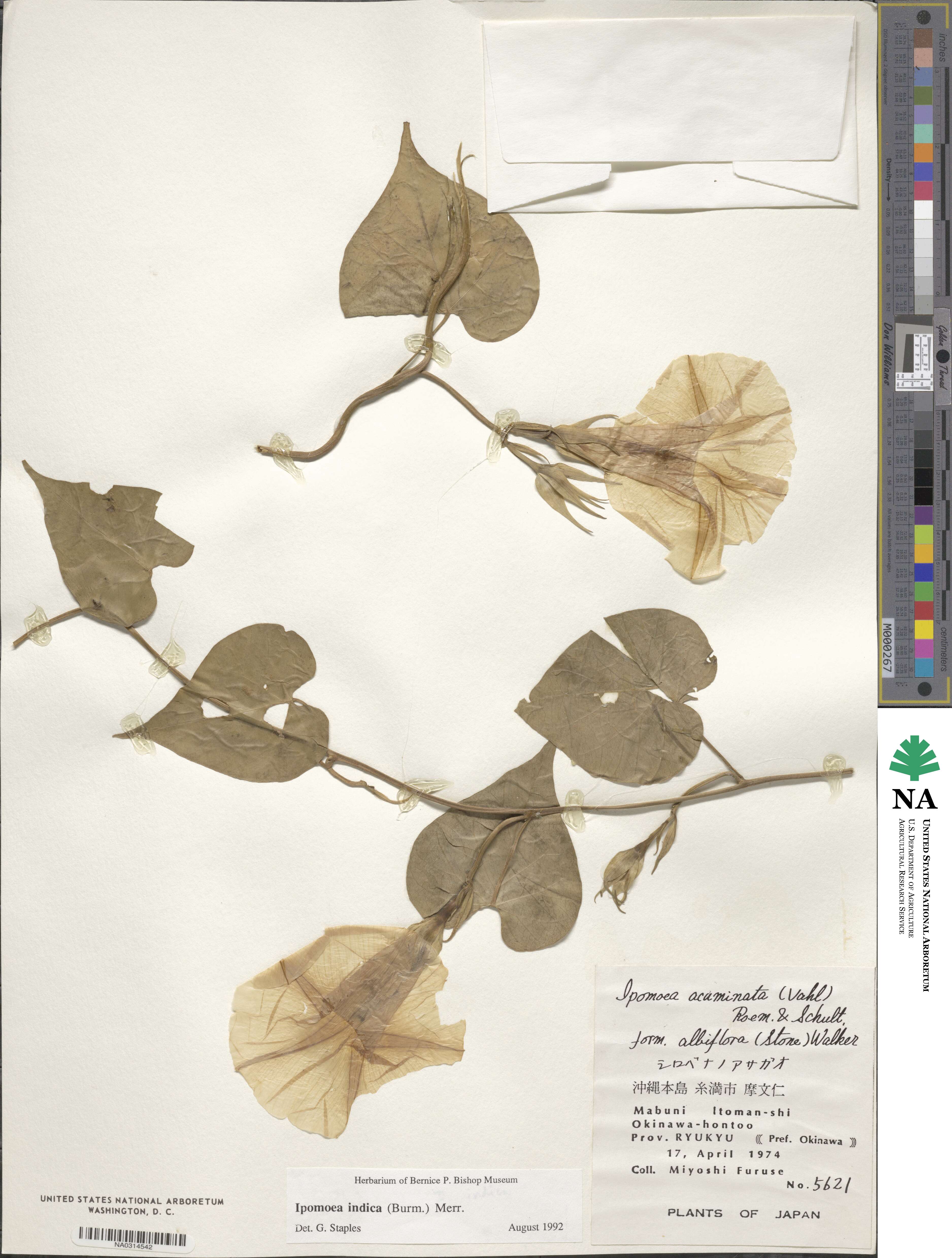 Ipomoea indica image