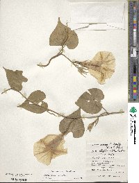 Ipomoea indica image