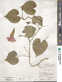 Ipomoea indica image