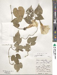 Ipomoea indica image