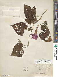 Ipomoea indica image