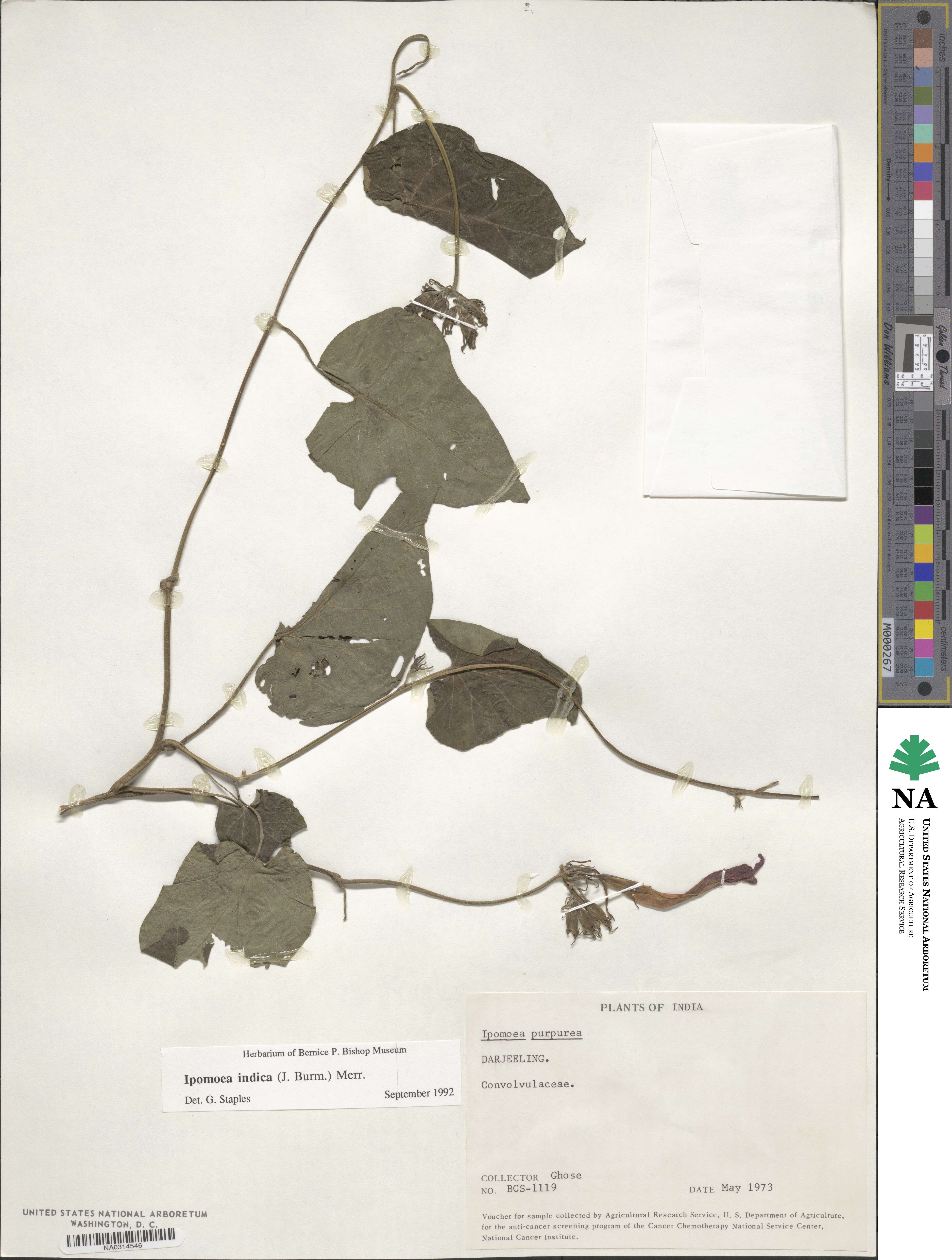 Ipomoea indica image