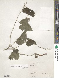 Ipomoea indica image