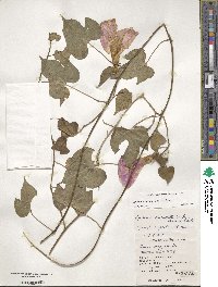 Ipomoea indica image