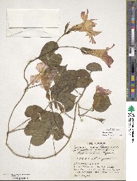 Ipomoea indica image