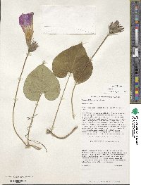 Ipomoea indica image