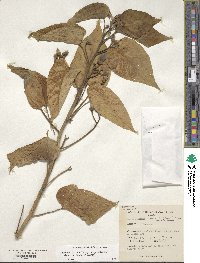 Ipomoea carnea subsp. fistulosa image