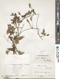 Ipomoea triloba image