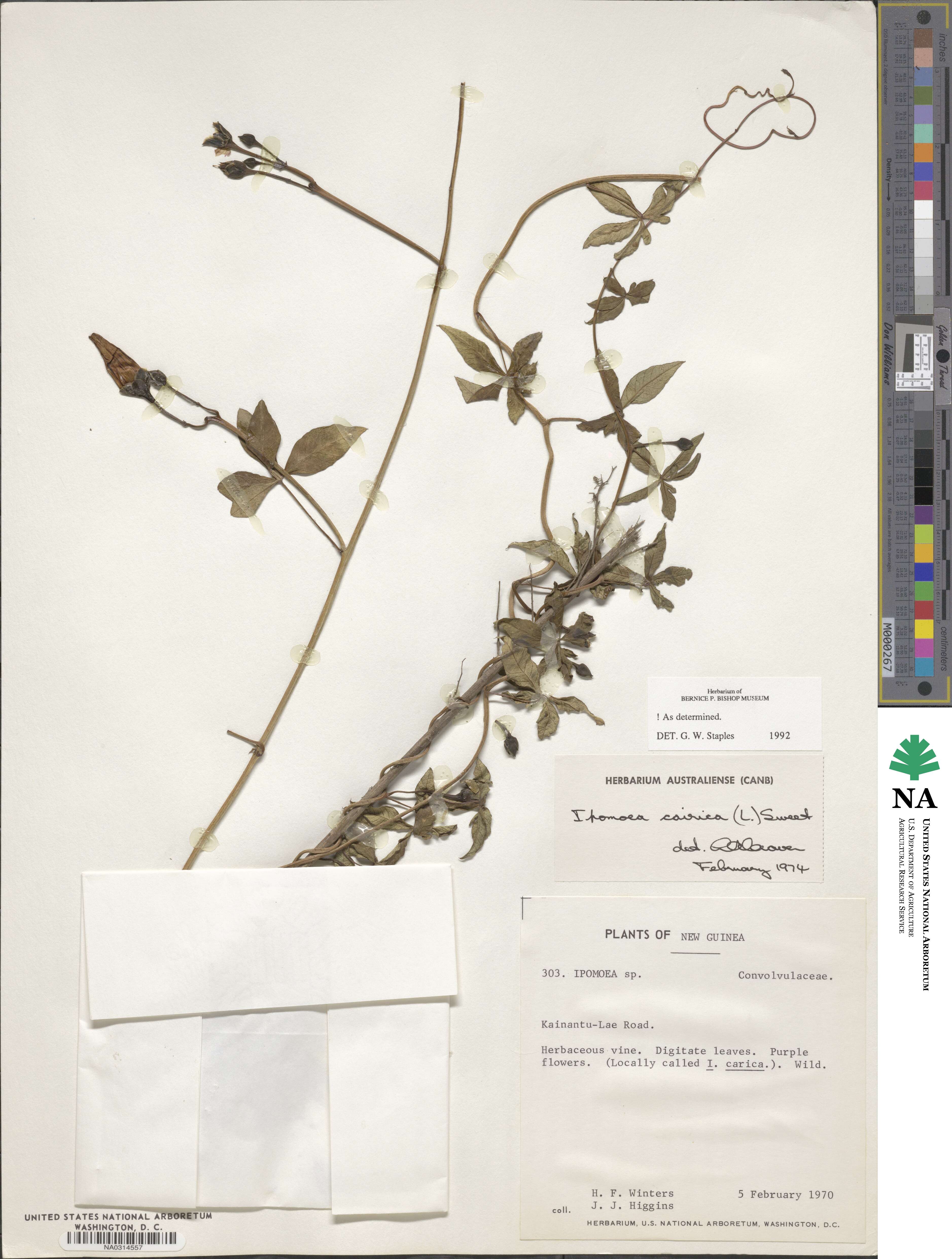 Ipomoea cairica image