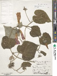 Ipomoea indica image