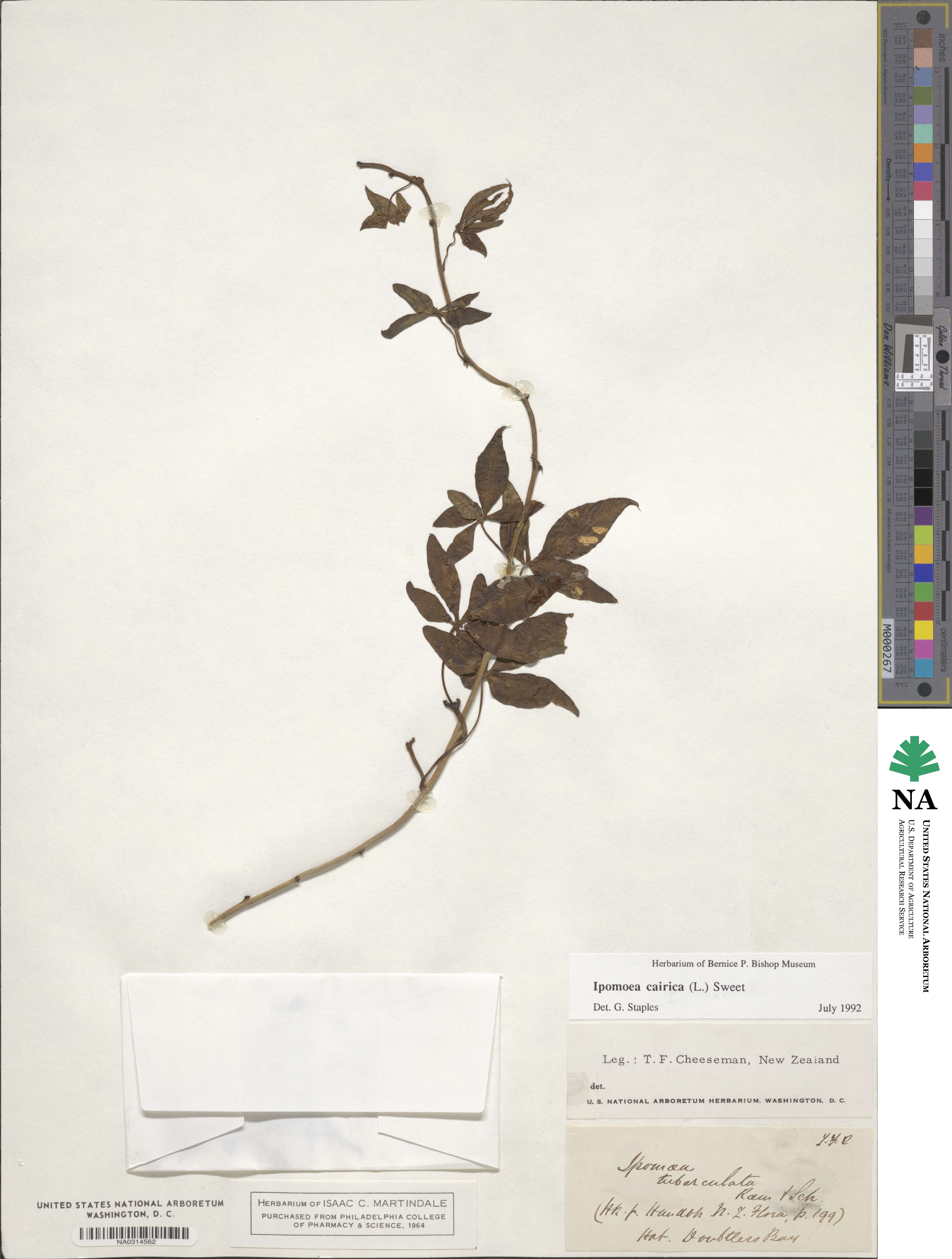 Ipomoea cairica image