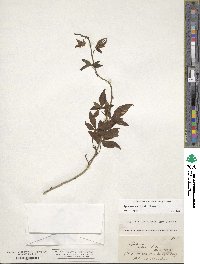 Ipomoea cairica image