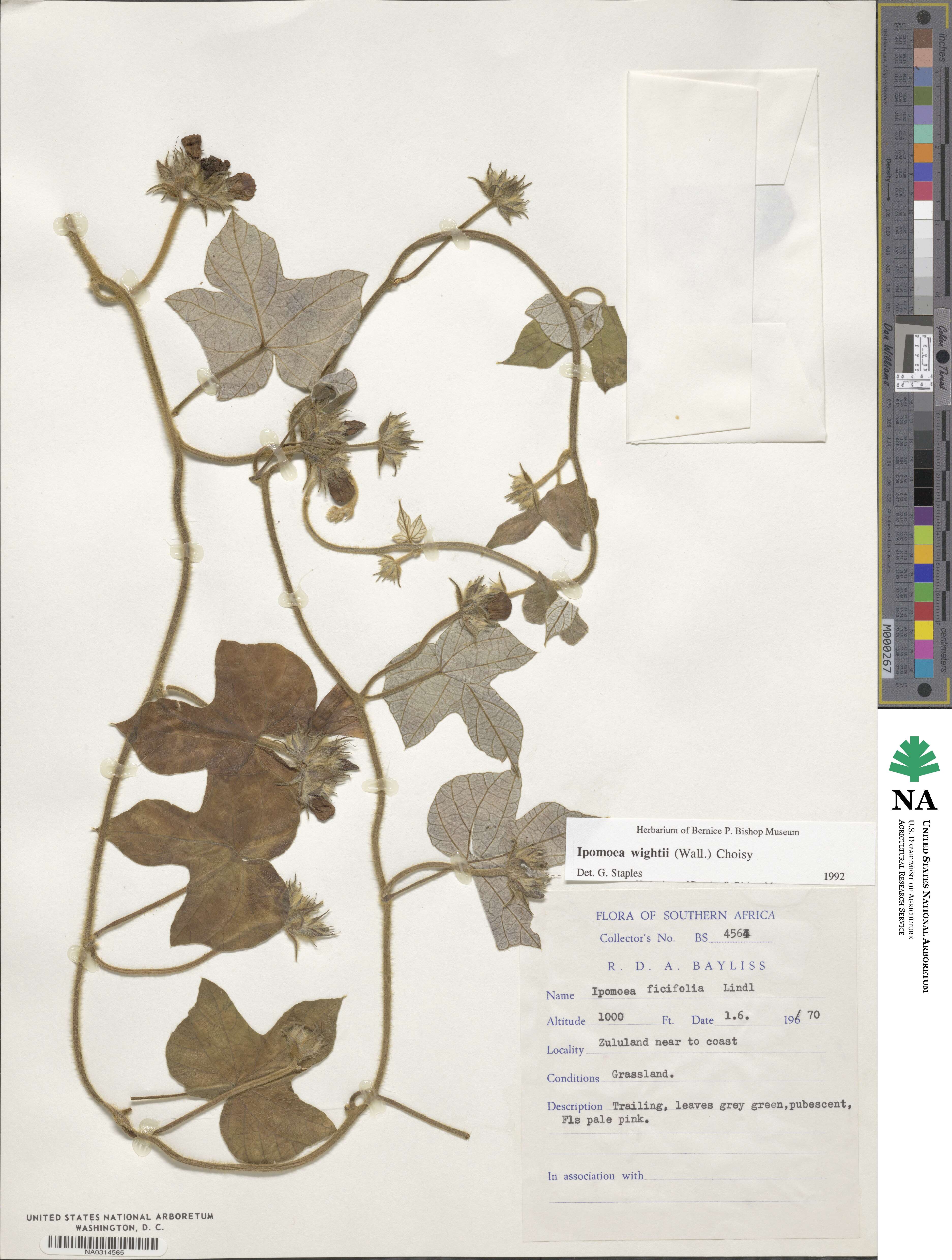 Ipomoea wrightii image