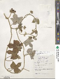 Ipomoea wrightii image