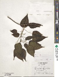 Ipomoea pauciflora image