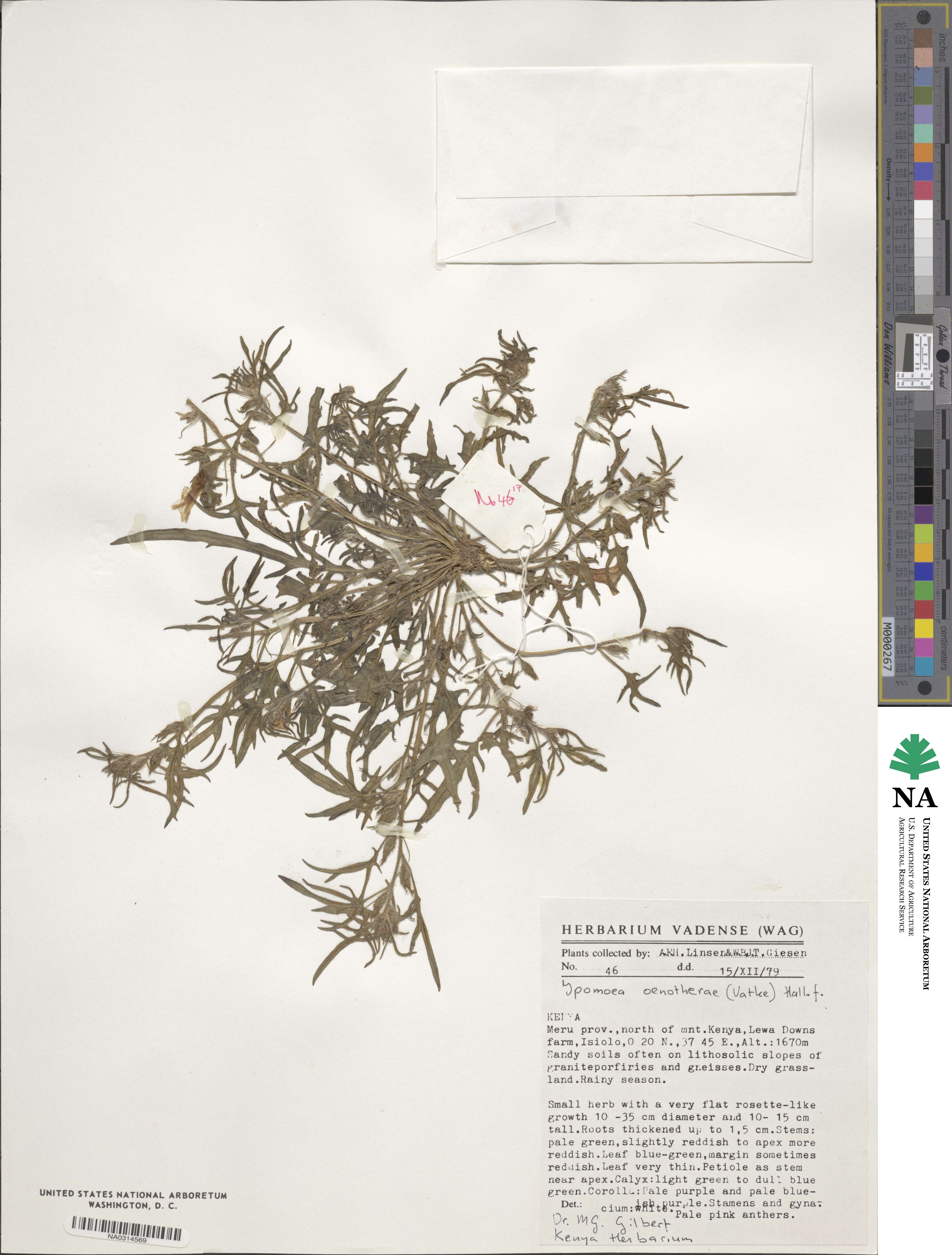 Ipomoea oenotherae image