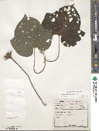 Ipomoea indica image