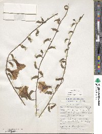 Image of Ipomoea crispa