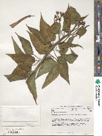 Ipomoea carnea image