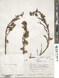 Ipomoea asarifolia image