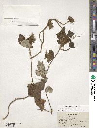 Ipomoea wrightii image