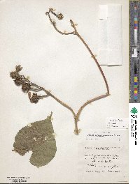 Ipomoea muricata image