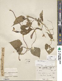 Ipomoea muricata image