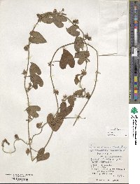 Ipomoea sinensis image