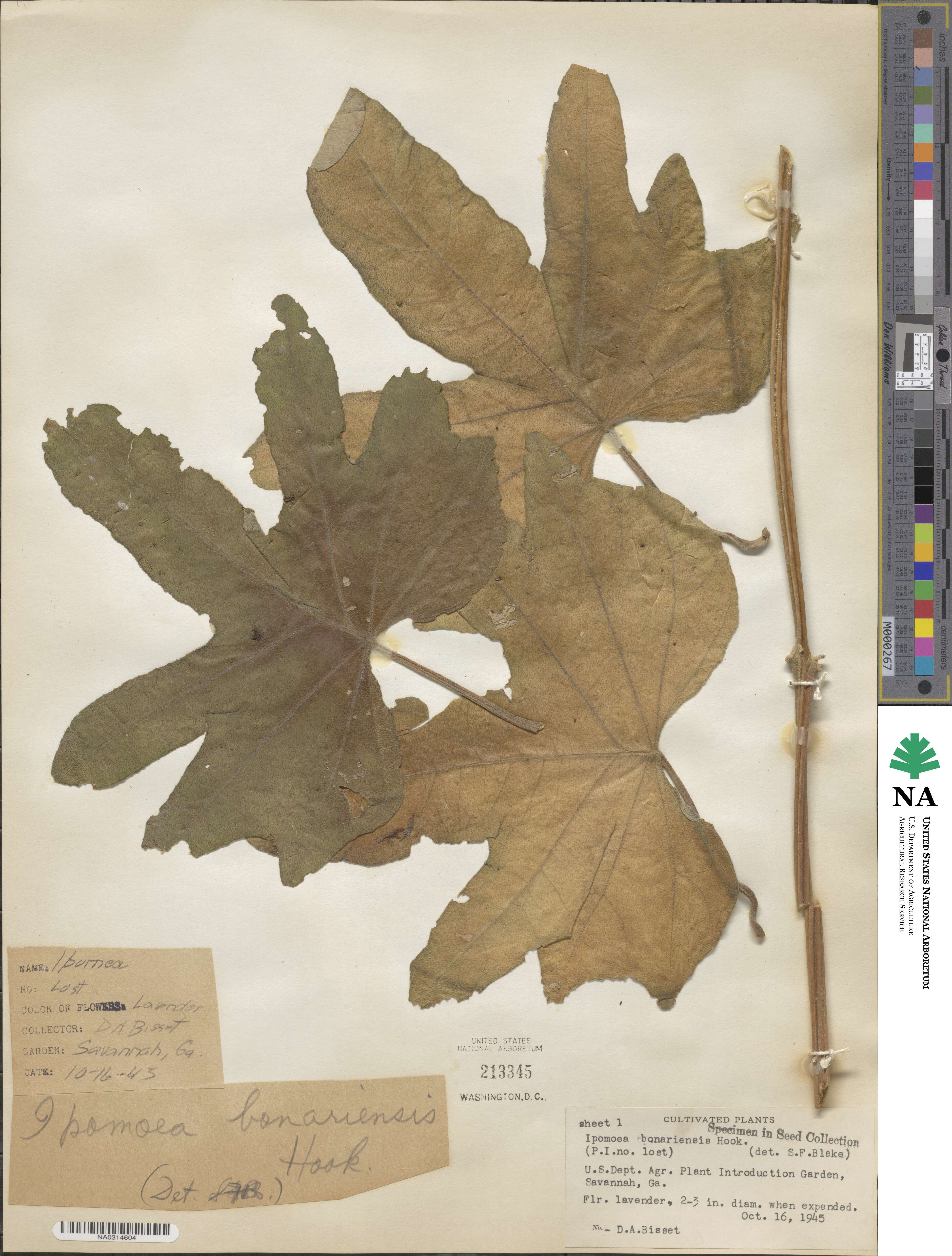 Ipomoea bonariensis image
