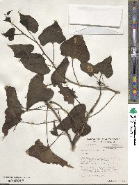 Ipomoea batatas image