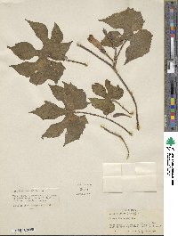 Ipomoea aspera image