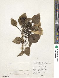 Ipomoea arborescens image