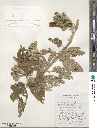 Ipomoea arborescens image