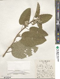 Ipomoea arborescens image