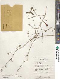 Ipomoea angulata image