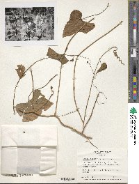 Ipomoea amnicola image