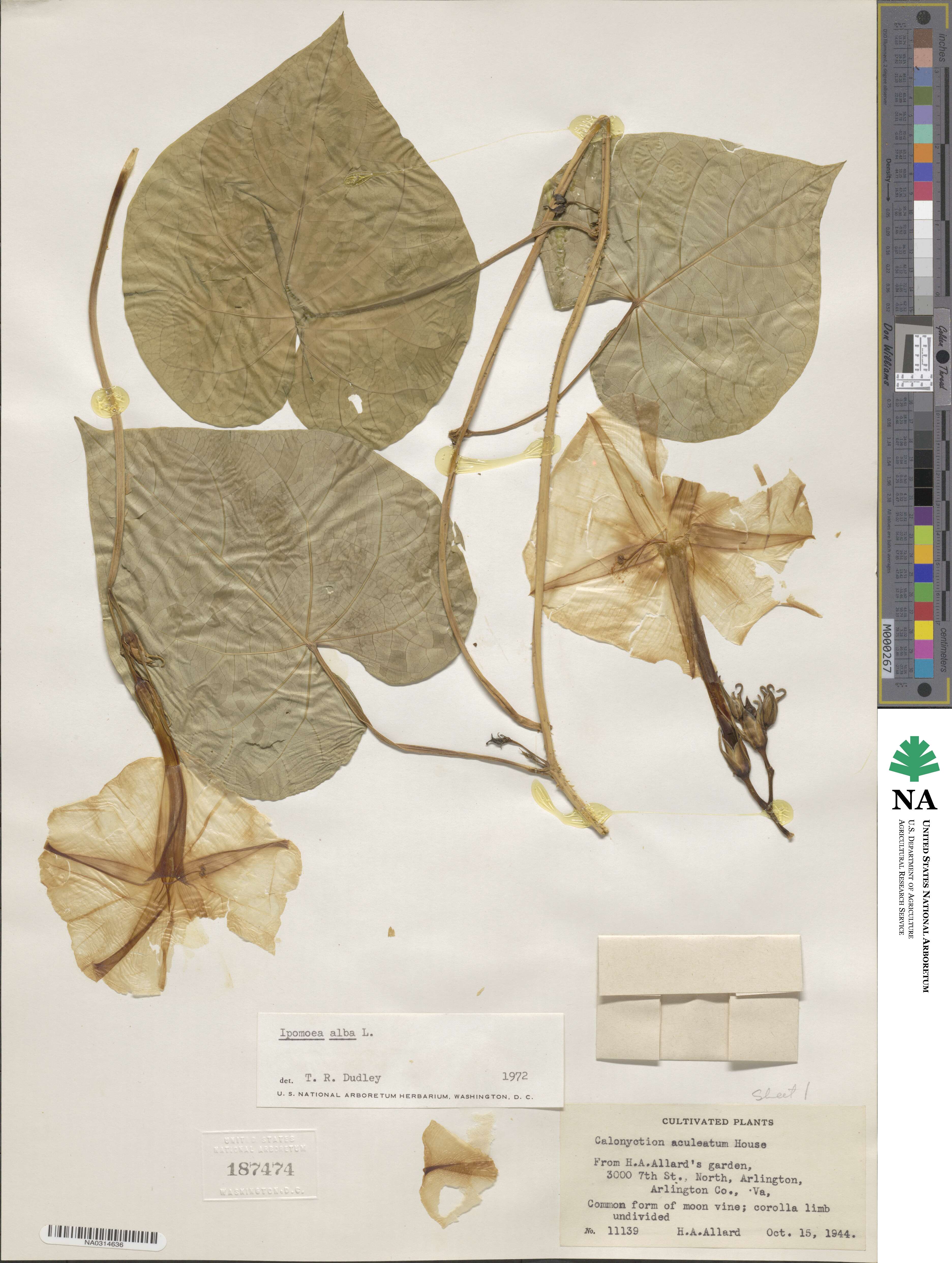 Ipomoea alba image