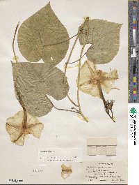 Ipomoea alba image