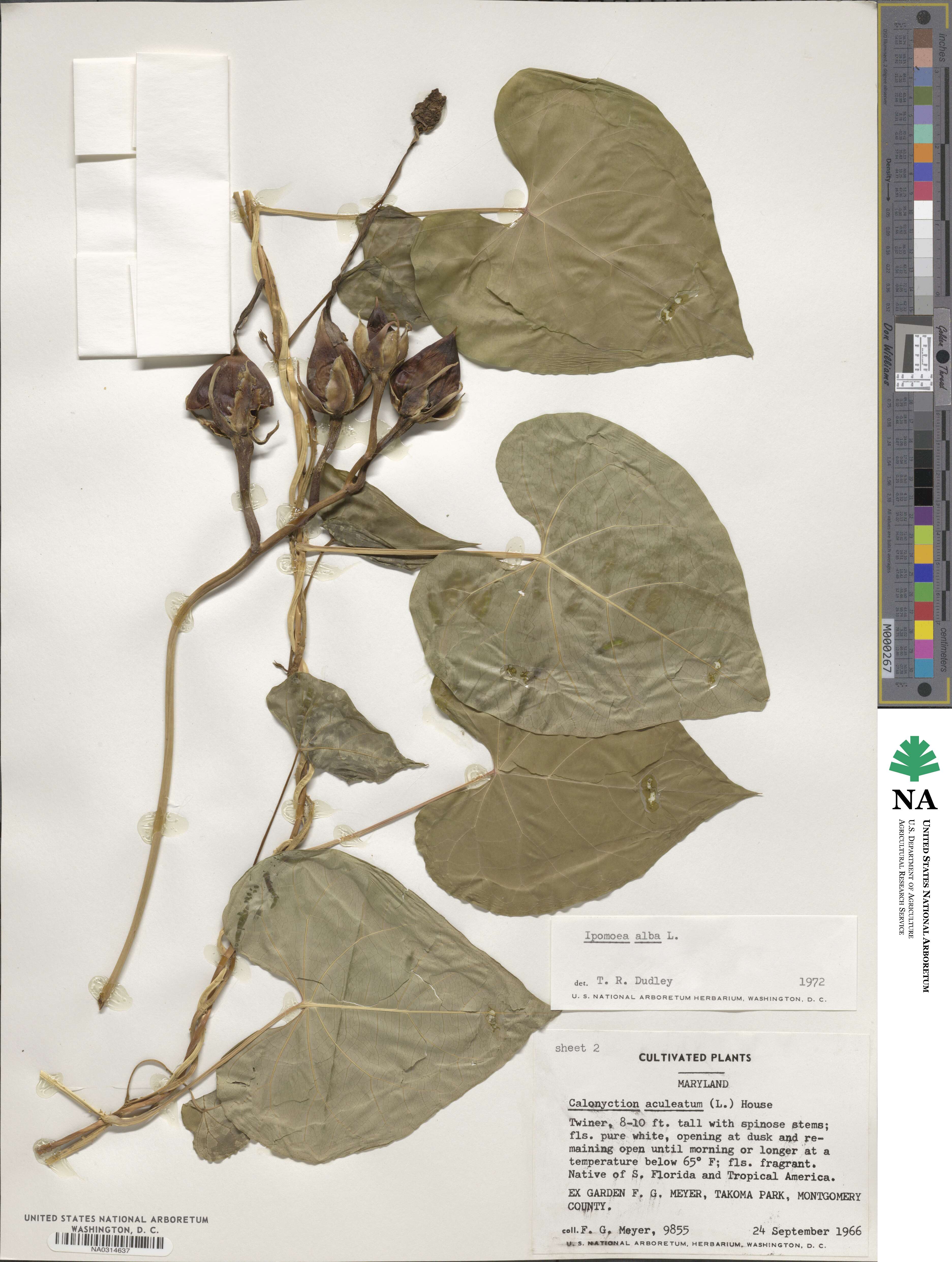 Ipomoea alba image