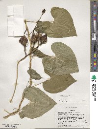 Ipomoea alba image