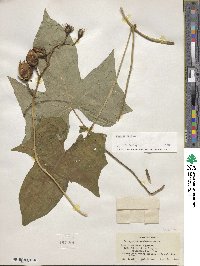 Ipomoea alba image