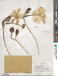 Ipomoea alba image