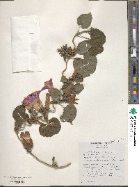 Ipomoea acuminata image