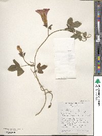 Ipomoea acuminata image