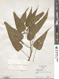 Ipomoea carnea subsp. fistulosa image