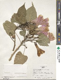 Ipomoea carnea image