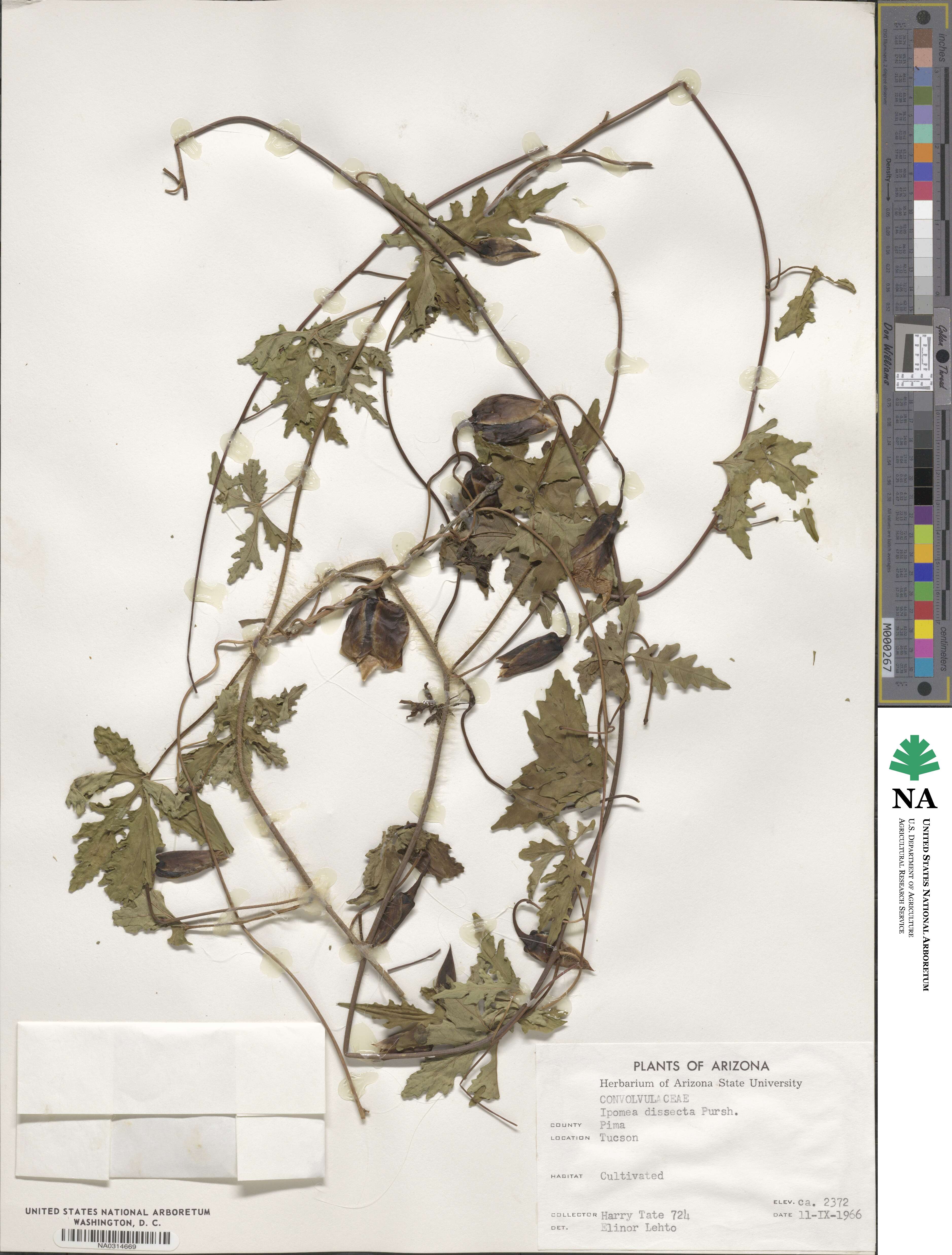 Ipomoea dissecta image