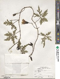 Ipomoea dissecta image