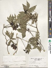 Ipomoea dissecta image