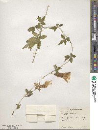 Ipomoea digitata image